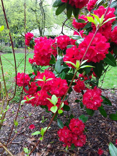 Park «Alberta Park», reviews and photos, 1905 NE Killingsworth St, Portland, OR 97211, USA