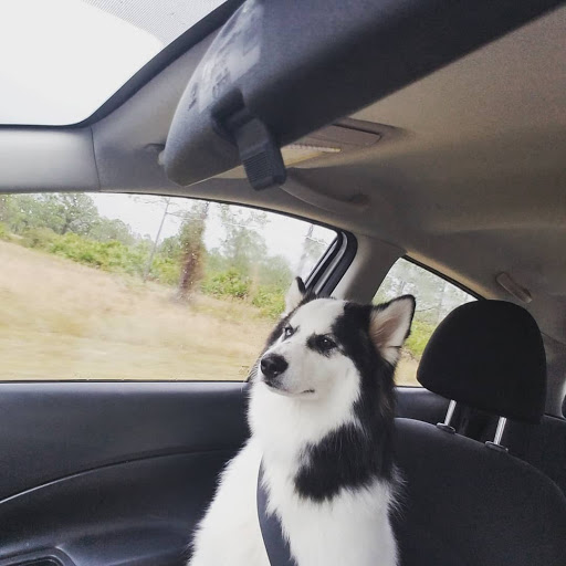 Pet Supply Store «Lil Rascals», reviews and photos, 10035 Gulf Center Dr #105, Fort Myers, FL 33913, USA