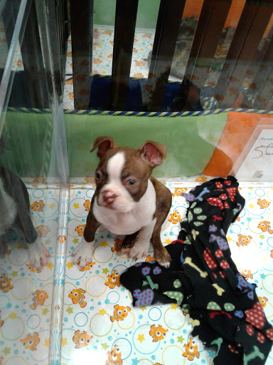 Pet Store «Charm City Puppies», reviews and photos, 8205 Snowden River Pkwy, Columbia, MD 21045, USA