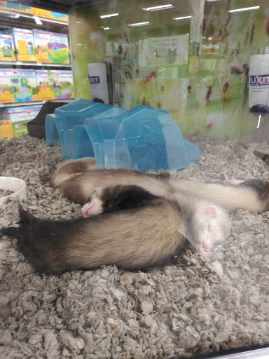 Pet Supply Store «Petco Animal Supplies», reviews and photos, 1203 SE Everett Mall Way f, Everett, WA 98208, USA