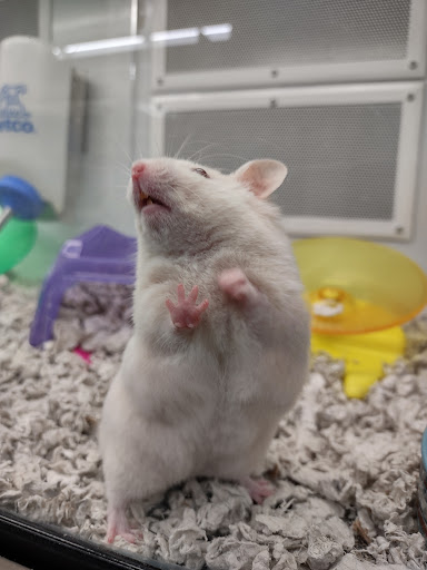 Pet Supply Store «Petco Animal Supplies», reviews and photos, 4030 N MacArthur Blvd #200, Irving, TX 75038, USA