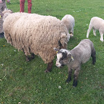 Photo n° 1 de l'avis de patricia.e fait le 07/05/2024 à 06:11 pour la ferme de Stéphanie et Vincent Léger à Esteville