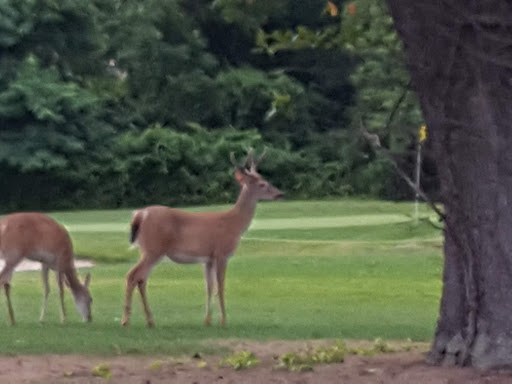 Golf Course «William F. Larkin Golf Course at Colonial Terrace», reviews and photos, 1003 Wickapecko Dr, Ocean Township, NJ 07712, USA