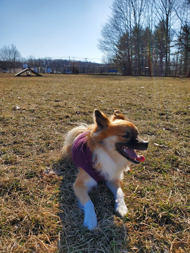 Park «Maple Hill Dog Park», reviews and photos, 390 County Rd 78, Middletown, NY 10940, USA