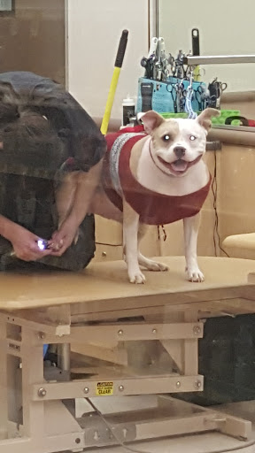 Pet Supply Store «PetSmart», reviews and photos, 1705 N Bechtle Ave, Springfield, OH 45504, USA