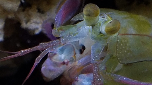 Tropical Fish Store «Reef Life Aquariums», reviews and photos, 5511 US-280 #310, Birmingham, AL 35242, USA