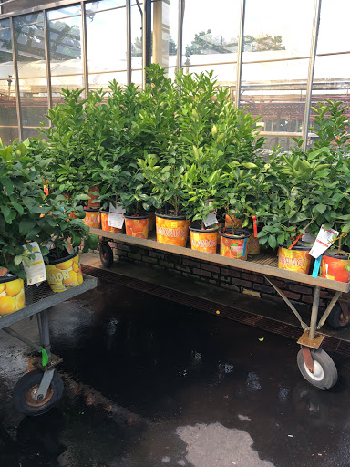 Garden Center «Dees Nursery & Florist», reviews and photos, 69 Atlantic Ave, Oceanside, NY 11572, USA