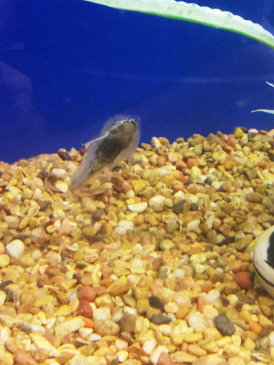 Pet Supply Store «PetSmart», reviews and photos, 200 S Village Center Dr, Southlake, TX 76092, USA