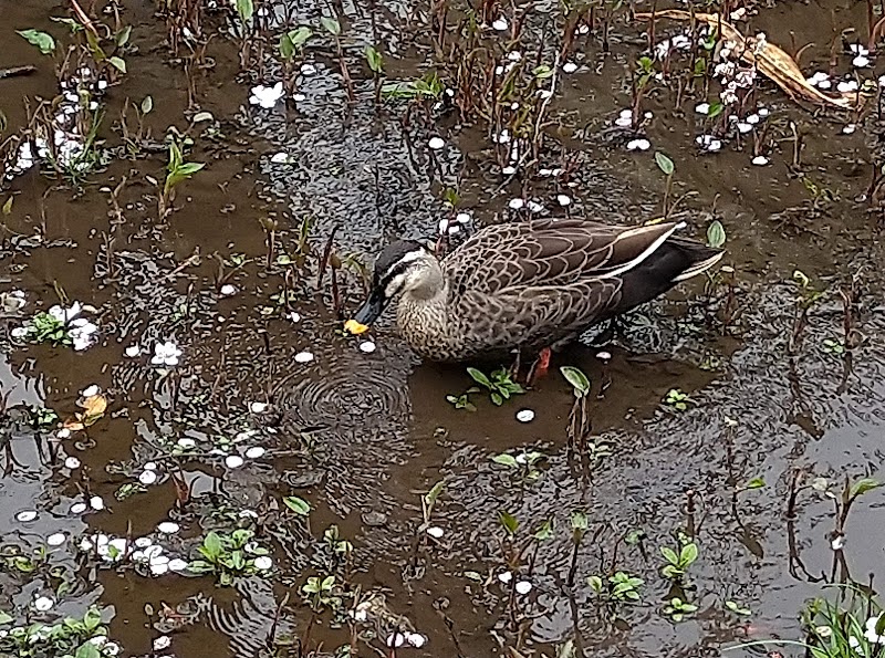 呑川親水公園