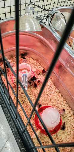 Home Improvement Store «Tractor Supply Co.», reviews and photos, 3826 S Suncoast Blvd, Homosassa, FL 34448, USA