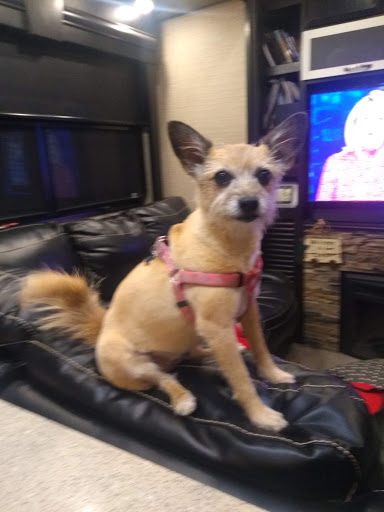 Pet Supply Store «PetSmart», reviews and photos, 8281 Troy Pike, Huber Heights, OH 45424, USA