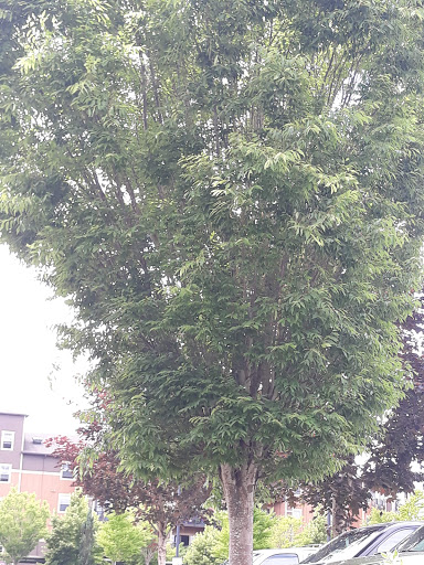 Park «Magnolia Park», reviews and photos, 1810 NW 192nd Ave, Hillsboro, OR 97124, USA