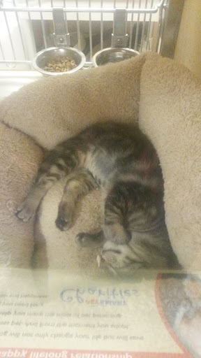 Pet Supply Store «PetSmart», reviews and photos, 219 Stafford Park Blvd, Manahawkin, NJ 08050, USA