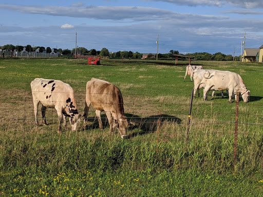 Cattle farm Ottawa