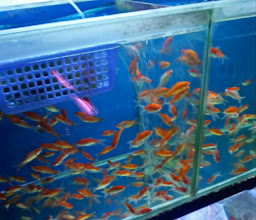 Toko Aquarium Bali Bagus Aquarium photo