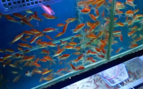 Jaya Aquarium image