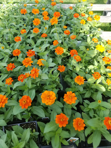 Florist «Lyndhurst Florist», reviews and photos, 5268 Mayfield Rd, Lyndhurst, OH 44124, USA