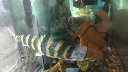 Tropical Fish Store «Tropical Treasures», reviews and photos, 2212 E Platte Ave, Colorado Springs, CO 80909, USA