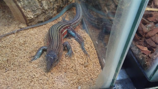 Pet Supply Store «Petland Discounts - Park Slope», reviews and photos, 510 5th Ave, Brooklyn, NY 11215, USA