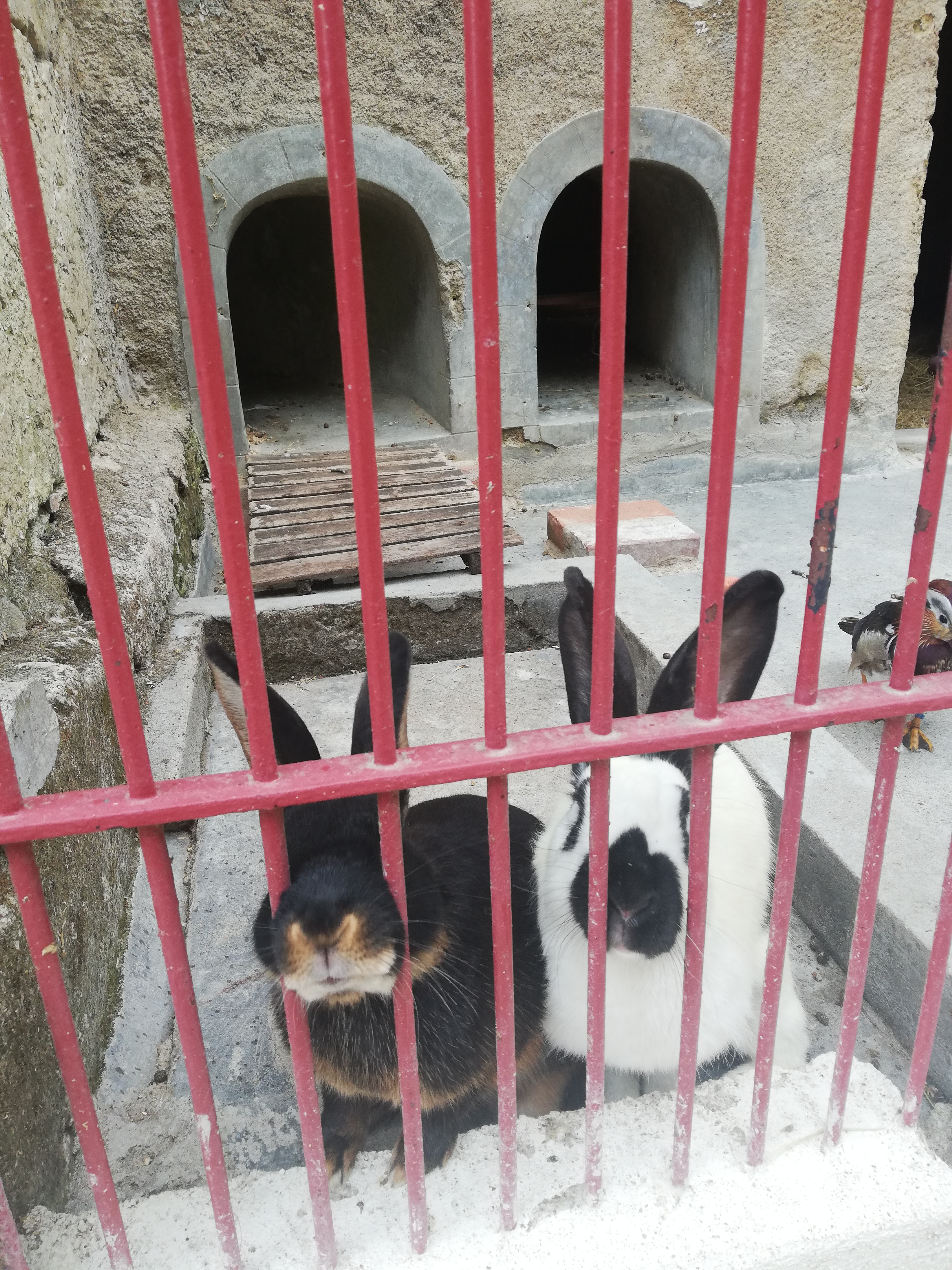 Photo n° 10 de l'avis de Elena.r fait le 13/06/2020 à 12:01