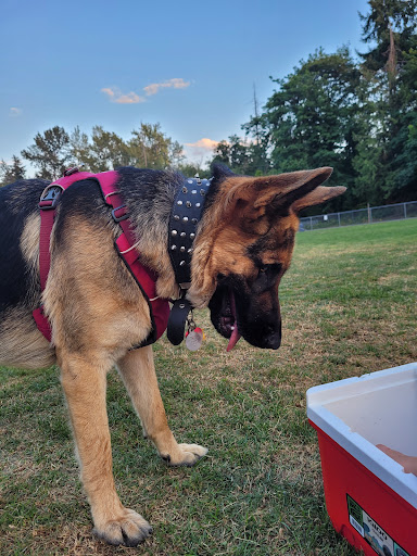 Park «Lake Geneva Park», reviews and photos, 34429 46th Ave S, Auburn, WA 98001, USA