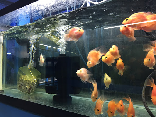 Tropical Fish Store «KHC Aquarium», reviews and photos, 150-1 Northern Blvd, Flushing, NY 11354, USA
