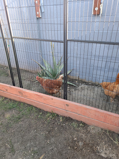 Pet Supply Store «Anaheim Feed & Pet Supply Inc», reviews and photos, 1730 N Lemon St, Anaheim, CA 92801, USA