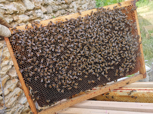 BFD Frelons Guêpes chenilles processionnaires -28 désinsectisation-