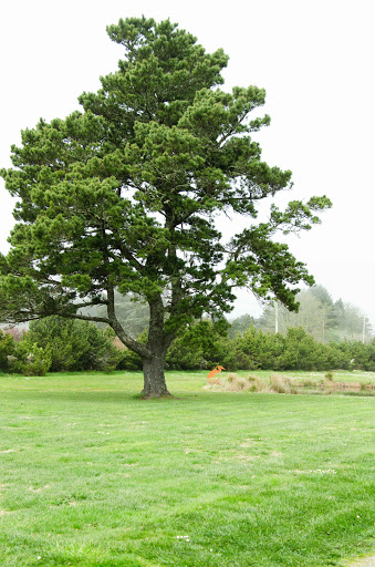 Golf Course «Peninsula Golf Course», reviews and photos, 9604 Pacific Ave, Long Beach, WA 98631, USA