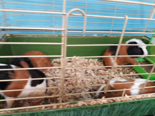 Pet Store «Animal Pet Shop Corporation», reviews and photos, 10843 SW 40th St, Miami, FL 33165, USA