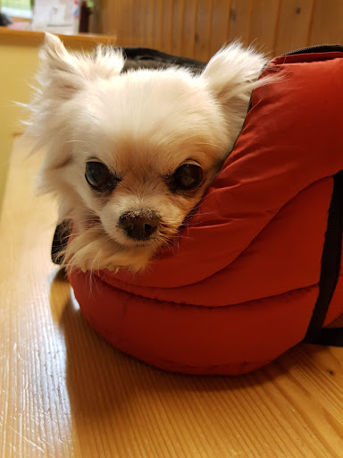 Egbert Andräß veterinarian unter Andernach, Rheinland-Pfalz