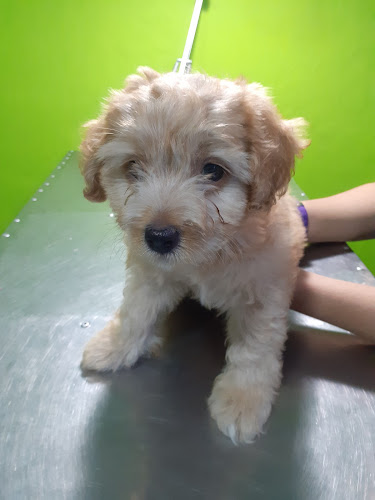 Dr. Byron Veterinario - Veterinario