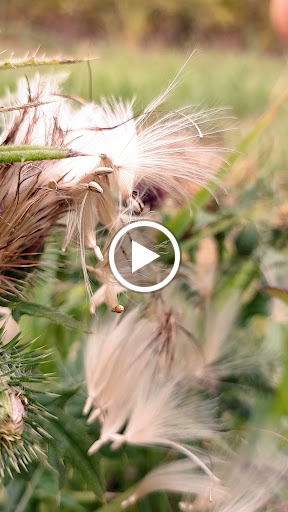 Park «Tualatin Hills Nature Park», reviews and photos, 15655 SW Millikan Way, Beaverton, OR 97006, USA