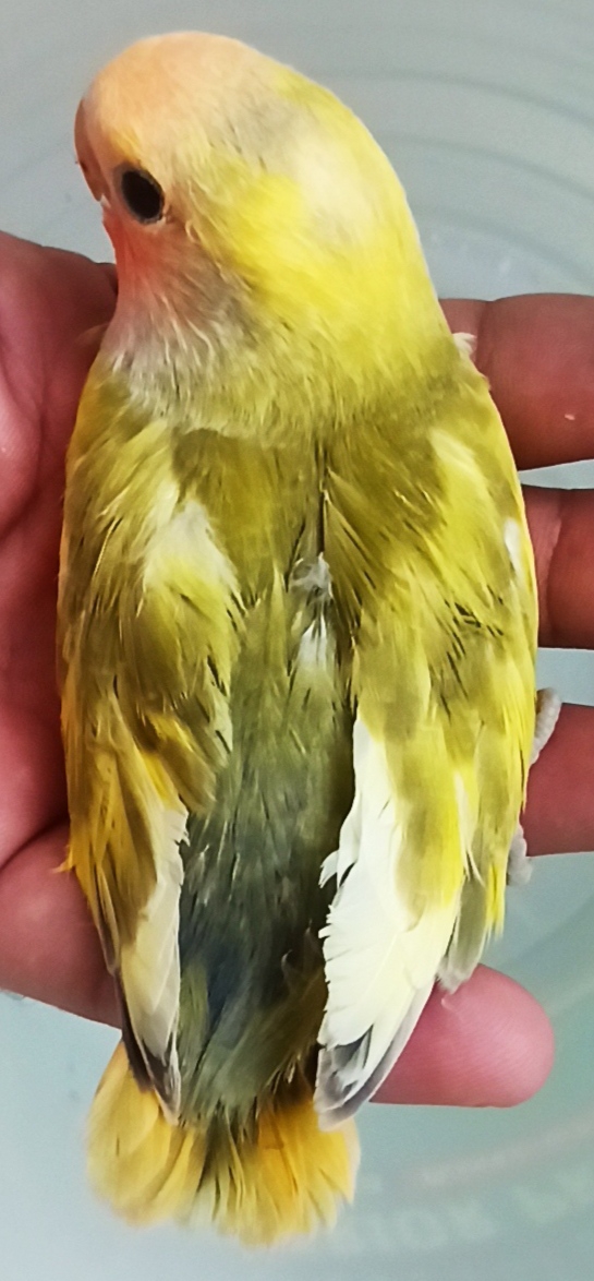 Beaks Aviary