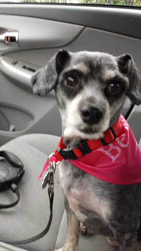 Pet Supply Store «PetSmart», reviews and photos, 3335 Cobb Pkwy NW #400, Acworth, GA 30101, USA