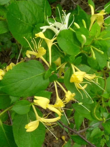 Park «Forney Community Park», reviews and photos, 241 S Farm to Market 548, Forney, TX 75126, USA