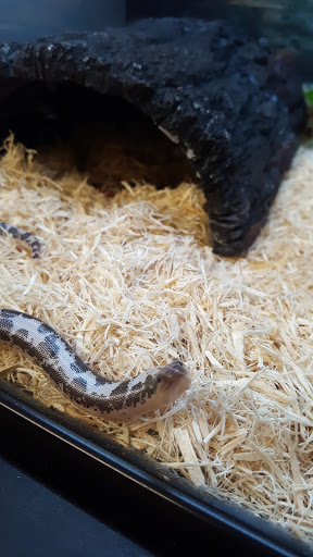 Pet Supply Store «Petco Animal Supplies», reviews and photos, 35860 Chester Rd, Avon, OH 44011, USA