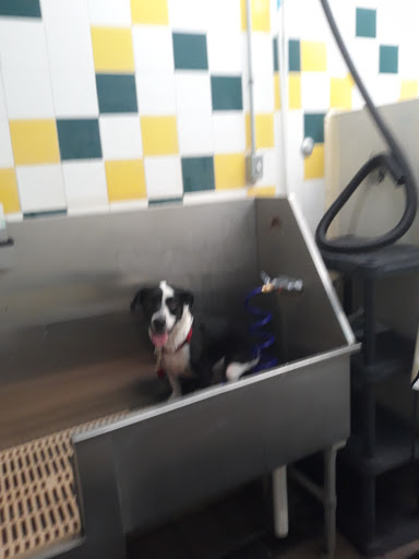 Pet Supply Store «Pet Supplies Plus», reviews and photos, 7331 Park Blvd N, Pinellas Park, FL 33781, USA