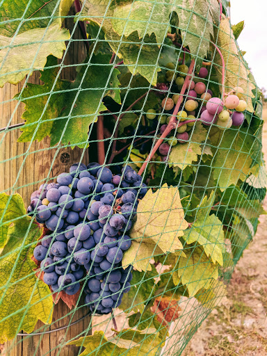 Winery «Benson Vineyards Estate Winery», reviews and photos, 754 Winesap Ave, Manson, WA 98831, USA