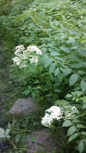Nature Preserve «Gummere Woods And Marsters Preserve Trail», reviews and photos, 4 Wheeler Rd, North Grafton, MA 01536, USA