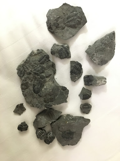 Nature Preserve «Penn Dixie Fossil Park & Nature Reserve», reviews and photos, 4050 North St, Blasdell, NY 14219, USA