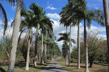 Jardín Botánico De Cienfuegos