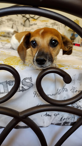 Pet Supply Store «Petco Animal Supplies», reviews and photos, 3320 Stockton Hill Rd, Kingman, AZ 86409, USA