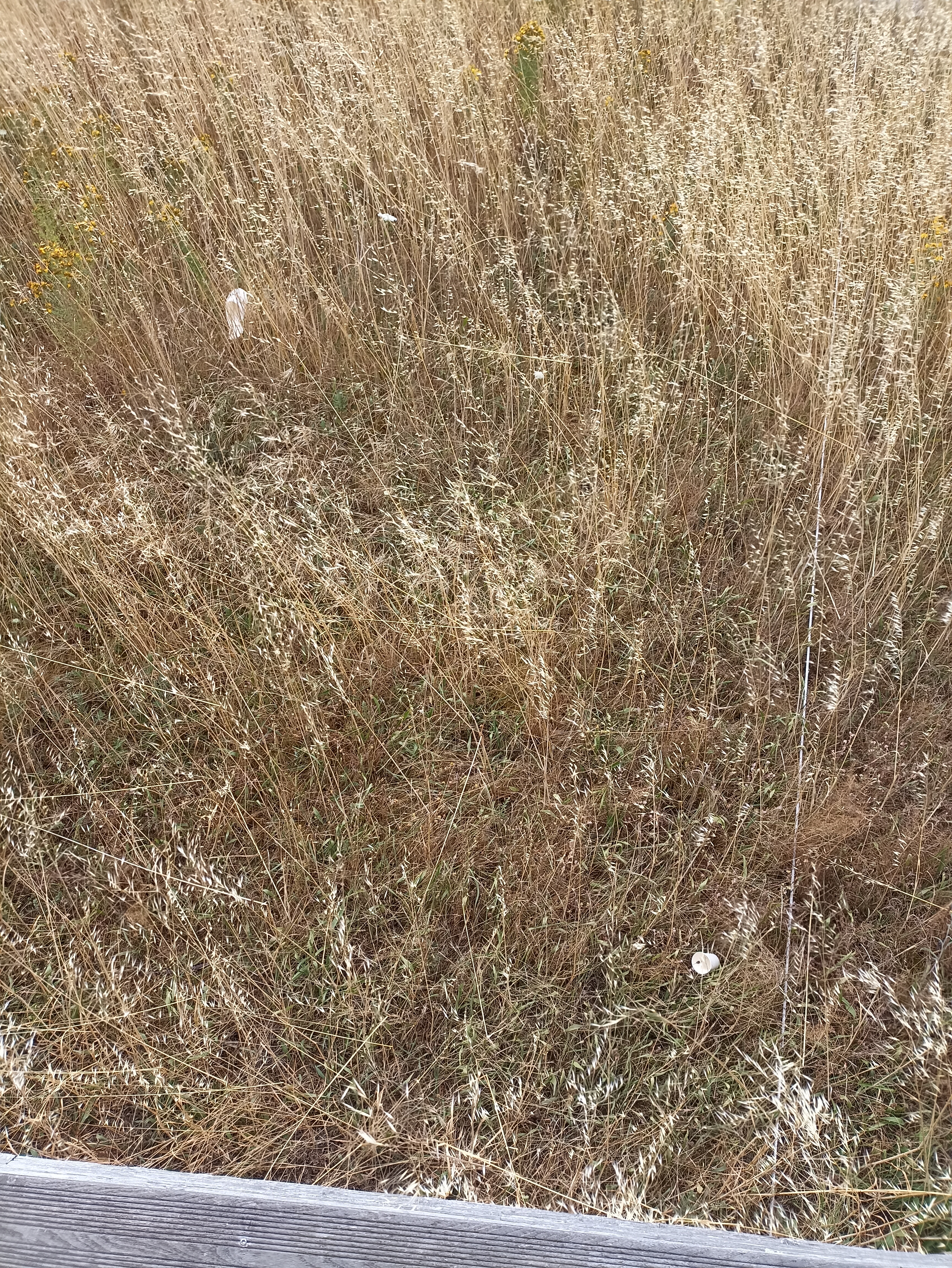 Photo n° 1 de l'avis de Demoulière.o fait le 01/07/2023 à 11:45