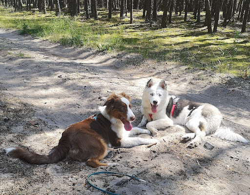Follow The Dog - Szkolenie psów Warszawa Wawer, Wesoła, Sulejówek, Duchnów, Kołbiel