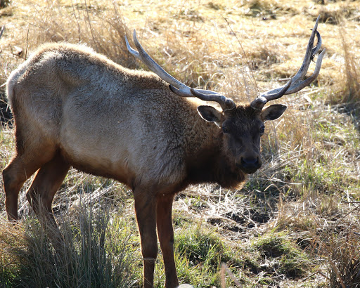 Nature Preserve «Tule Elk Reserve State Natural Reserve», reviews and photos, 8653 Station Rd, Buttonwillow, CA 93206, USA