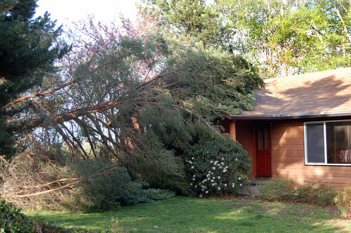 Tree Images - Tree Services & Landscaping