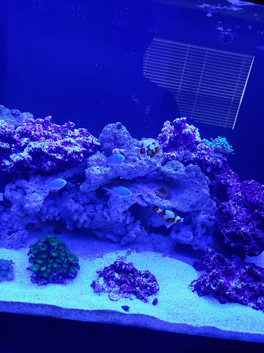 Tropical Fish Store «Pass Road Pet Center (Just Fish)», reviews and photos, 1939 Pass Rd, Biloxi, MS 39531, USA