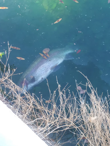 Recreation Center «Rio Vista Recreation Center», reviews and photos, 8866 W Thunderbird Rd, Peoria, AZ 85381, USA