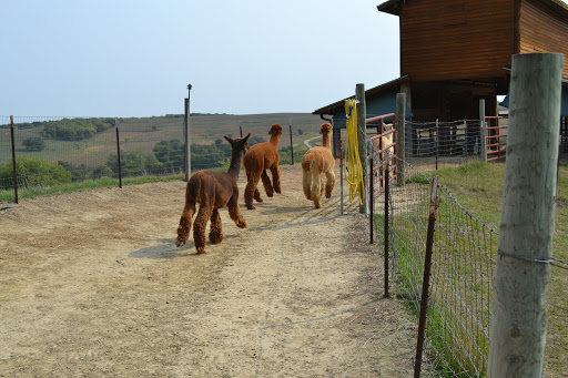 Boutique «Alpacas of the Heartland LLC», reviews and photos, 7016 County Rd 39, Fort Calhoun, NE 68023, USA